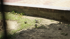 Geopelia striata