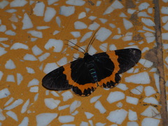 Milionia zonea pryeri