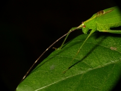 Tettigoniidae
