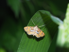 Paracymoriza cataclystalis
