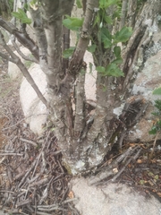Heteromorpha arborescens abyssinica