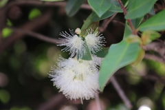 Syzygium paniculatum