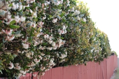 Syzygium paniculatum