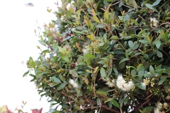 Syzygium paniculatum