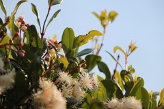 Syzygium paniculatum