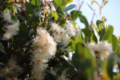 Syzygium paniculatum