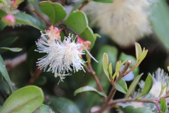 Syzygium paniculatum