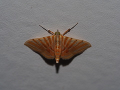 Pagyda auroralis