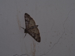 Dysallacta negatalis