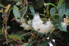 Syzygium paniculatum