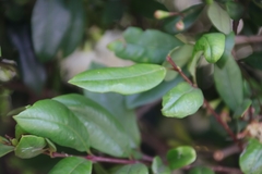 Syzygium paniculatum