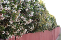 Syzygium paniculatum