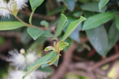 Syzygium paniculatum