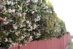 Syzygium paniculatum