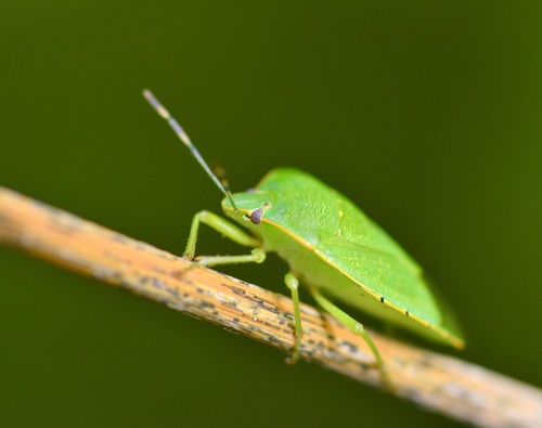 Green stink bug