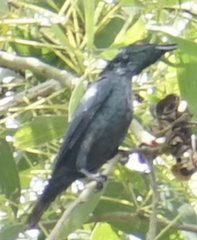 Aplonis panayensis