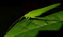 Tettigoniidae