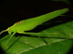 Tettigoniidae