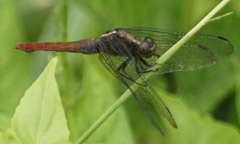 Orthetrum schneideri