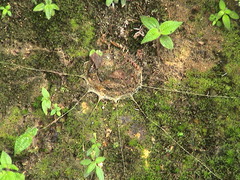 Liphistius malayanus