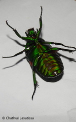 Heterorrhina elegans