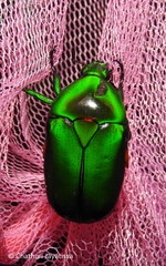 Heterorrhina elegans