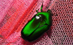 Heterorrhina elegans