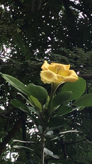 Solandra