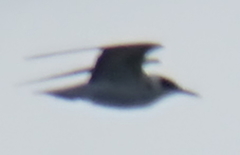 Chlidonias hybrida