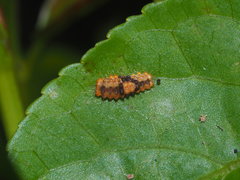 Eterusia aedea formosana