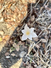 Zephyranthes drummondii