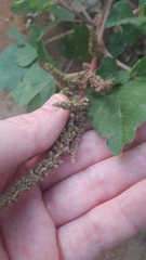 Amaranthus