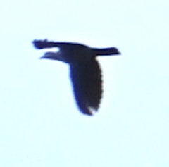Columbidae