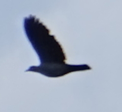 Columbidae