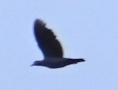 Columbidae
