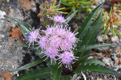 Saussurea tilesii