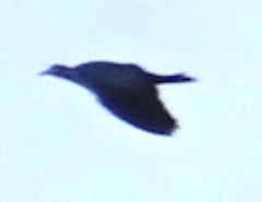 Columbidae