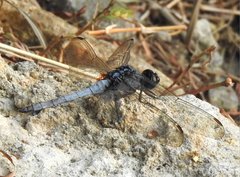 Orthetrum glaucum