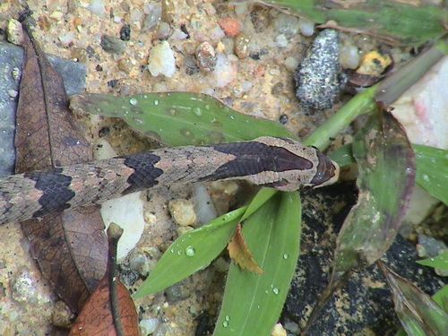 Photo of a Brown Kukri Snake (Oligodon purpurascens)