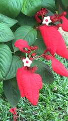 Mussaenda erythrophylla