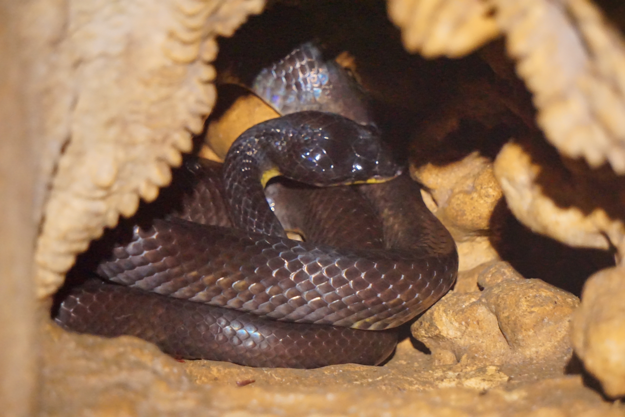 Muller's Wolf Snake