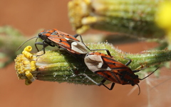 Haemobaphus concinnus