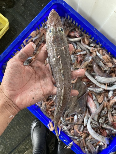 Flathead (Cociella punctata) — Platycephalidae — 2