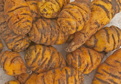 Tropaeolum tuberosum