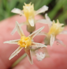Tulbaghia leucantha