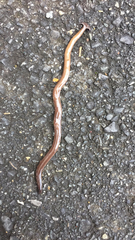 Bipalium fuscatum