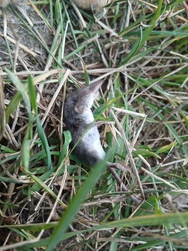 Lesser White-toothed Shrew