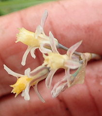 Tulbaghia leucantha