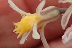 Tulbaghia leucantha