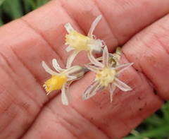 Tulbaghia leucantha